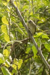 Sporophila