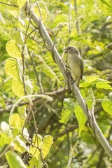 Sporophila