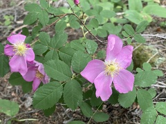 Rosa acicularis