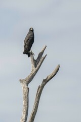 Buteogallus urubitinga