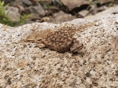 Vipera ammodytes
