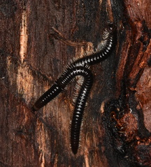 Tachypodoiulus niger