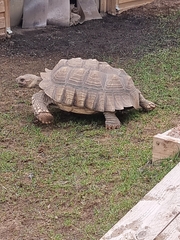 Centrochelys sulcata