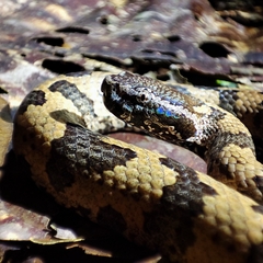 Ovophis monticola