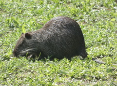Myocastor coypus