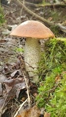 Leccinum aurantiacum
