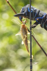 Siluriformes