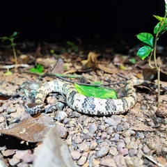 Ovophis monticola