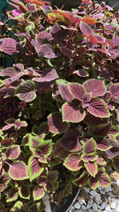 Coleus scutellarioides