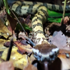 Ovophis monticola