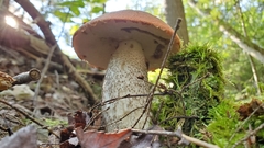 Leccinum aurantiacum