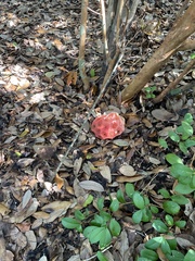 Clathrus crispus