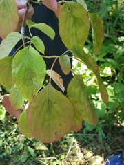 Cornus alternifolia