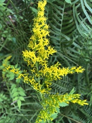 Solidago tortifolia