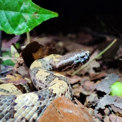 Ovophis monticola