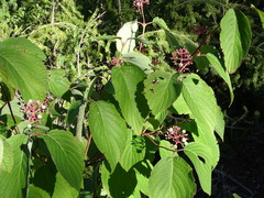 Cornus rugosa