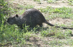 Myocastor coypus