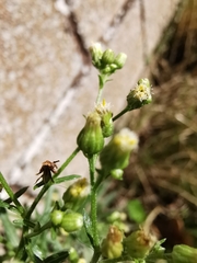 Erigeron floribundus