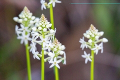 Stackhousia monogyna