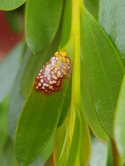 Austropuccinia psidii