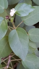 Croton glabellus polytrichus