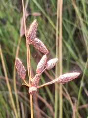 Fimbristylis castanea