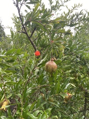 Punica granatum