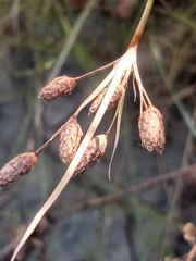 Fimbristylis castanea