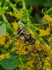 Eristalis arbustorum