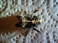 Bombus caliginosus