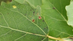 Aceria varia