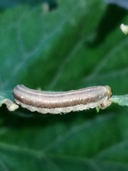 Tenthredinoidea