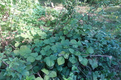 Rubus