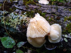 Pleurotus pulmonarius