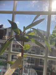 Eucalyptus gregsoniana