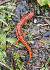 Pseudotriton ruber