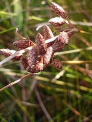 Fimbristylis castanea