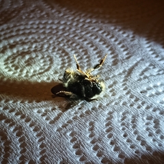 Bombus caliginosus
