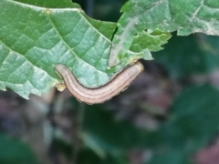 Tenthredinoidea