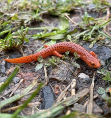 Pseudotriton ruber