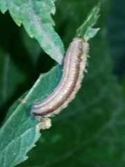 Tenthredinoidea