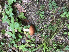 Leccinum versipelle