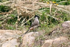 Pycnonotus aurigaster