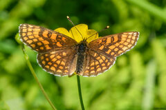 Melitaea athalia