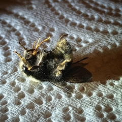 Bombus caliginosus