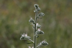 Echium italicum