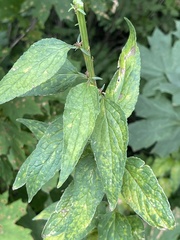 Coleosporium campanulae