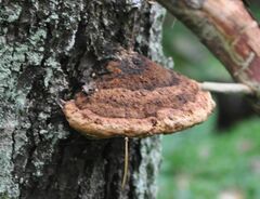 Gloeophyllum odoratum