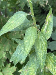 Coleosporium campanulae