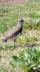 Vanellus chilensis